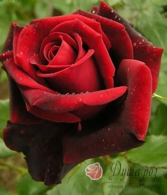 Роза «Черная магия»: описание и тонкости выращивания | www.kakprosto.ru |  Дзен