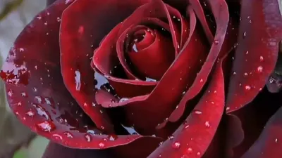 А) 51 Роза \"Черная Магия\" 60 см и скидки в интернет магазине цветов Роз  Новоросс