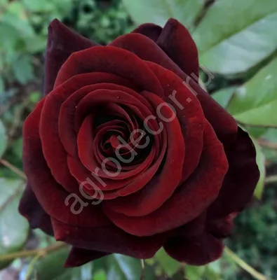 Роза Черная Магия саженцы недорого в питомнике Заказ в сад