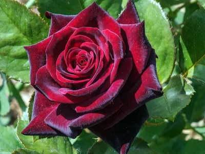Купите Роза Черная Магия 🌹 из питомника Долина роз с доставкой!