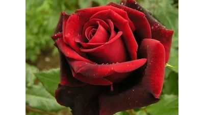 Купите Роза Черная Магия 🌹 из питомника Долина роз с доставкой!