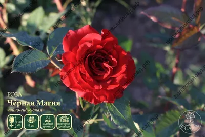 Саженцы розы чайно гибридной Черная магия (Black Magic) купить в Москве по  цене от 490 до 1990 руб. - питомник растений Элитный Сад