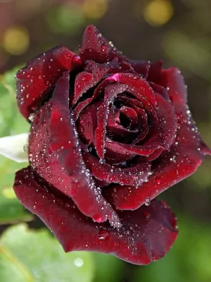 А) 101 Роза \"Черная Магия\" 40 см и скидки в интернет магазине цветов Роз  Новоросс