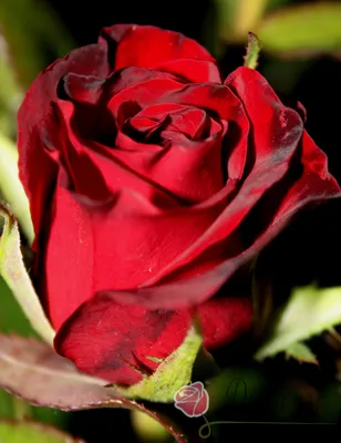 Роза чайно-гибридная \"Черная Магия\" (\"Black Magic\") | \"Кедр\" Питомник  растений в СПб