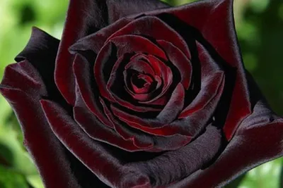 Роза чайно-гибридная Черная Магия