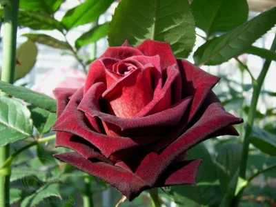 Купить Штамб Черна Магия, Фото и описание роз, Штамбовые розы в интернет  магазине \"КустикОптом\" саженцы от производителя.