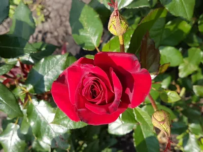 Букет 101 роза «Магия» 40 см. купить в Краснодаре с доставкой