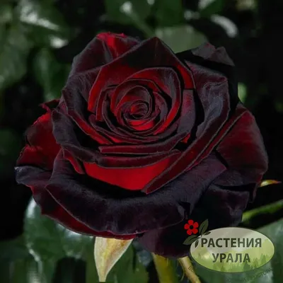 Роза чайно-гибридная Black Magic (Черная магия) 890 руб. AGRO3480