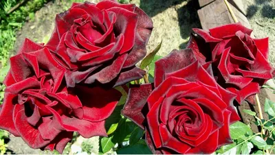 А) 51 Роза \"Черная Магия\" 40 см и скидки в интернет магазине цветов Роз  Новоросс