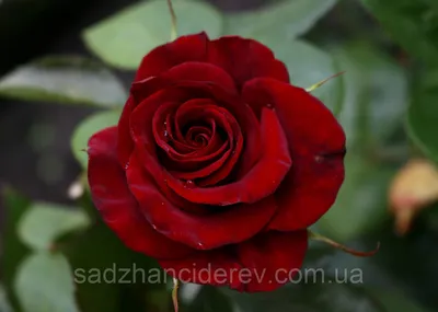 Роза чайно-гибридная Черная магия С2 купить недорого в интернет-магазине  товаров для сада Бауцентр