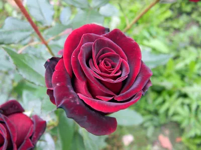 Роза чайно-гибридная Черный Принц - Плодовый дом Игоря