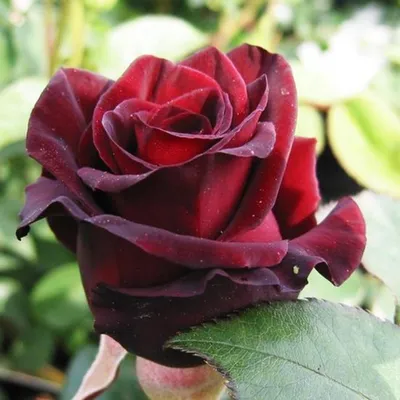 Роза чайно-гибридная Чёрный принц (Black Prince) саженцы с ЗКС. Купить от  500 руб. в Москве - питомник Московские Розы