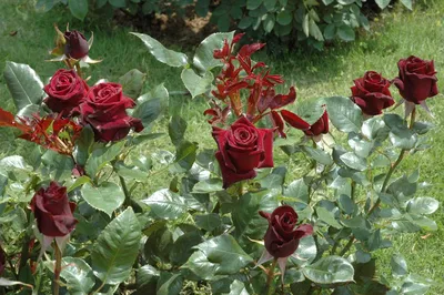 Купить английские розы| SADKOMPLEKS.RU
