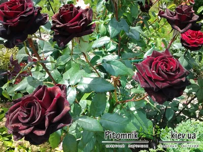 ЧАЙНО-ГИБРИДНАЯ РОЗА ЧЕРНЫЙ ПРИНЦ: купить саженцы чайно-гибридной розы  черный принц почтой | PLOD.UA
