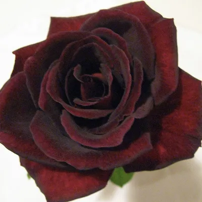 Троянда Чорний принц (Black Prince) - продаж в Україні