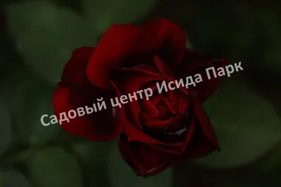 Роза Черный Принц (С3) (СП) чайно-гибридная Киров - Магазин Садовник