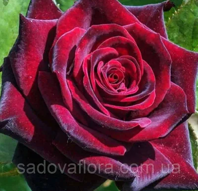 Розы чайно-гибридные Черный Принц
