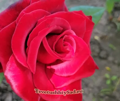 Букет из 21 голландской черной розы сорта Черный принц | купить 21 черную  розу