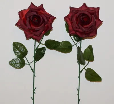 Чайно-гибридная роза Черный принц (Black Prince) | Цветущий сад | Дзен