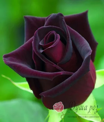 роза, розы, розы английской селекции, английские розы, черный принц -  Экзотик Флора
