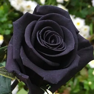 Ветка Роза черный принц не прес ВЕ-76 — Искусственные цветы