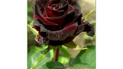 Роза черная магия (74 фото) - 74 фото