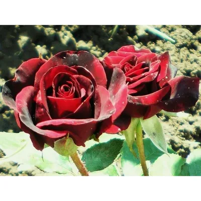 Чайно-гибридная роза Черный принц (Black Prince) | Цветущий сад | Дзен