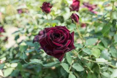 Роза Черный принц(чайно-гибридная) – Купить в Щелково – Доставка по РФ