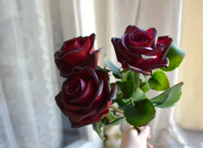 Саженцы розы Черный принц купить в Москве в питомнике, растения по цене от  500 руб.