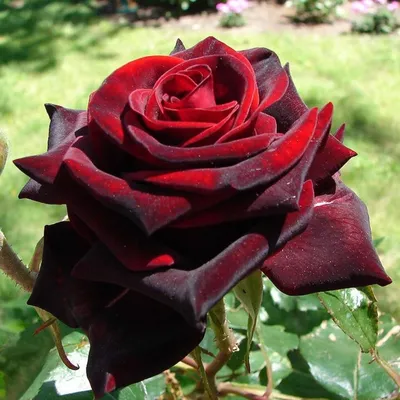 Роза чайно-гибридная \"Black Prince\" (Контейнер 5,0л.)-Купить в  Санкт-Петербурге: фото и описание, отзывы, цена