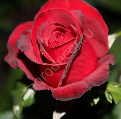 Роза Черный Принц - «◾⚫Black Prince ( роза Чёрный принц )⚫◾» | отзывы