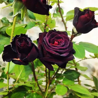 Роза чайно-гибридная Чёрный принц (Black Prince) саженцы с ЗКС. Купить от  500 руб. в Москве - питомник Московские Розы
