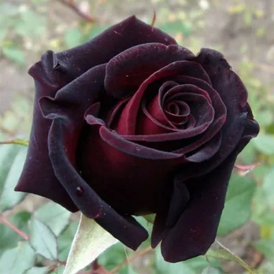 Роза чайно-гибридная Black Prince (Черный принц) 690 руб. AGRO3479