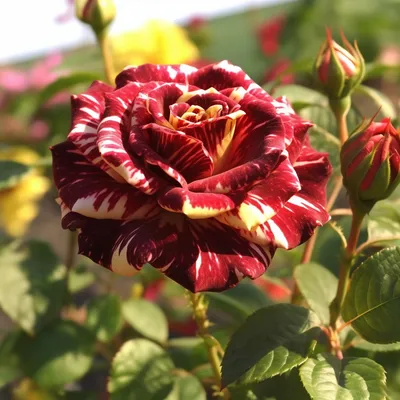 Роза чайно-гибридная Черный Принц (Black Prince) купить выгодно ✵  Сады-Эдема.рф – интернет магазин растений для сада