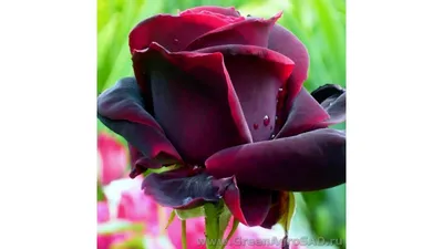 Роза «Черный принц» – роскошный кустарник с поистине «королевской»  внешностью. Сорт относится к группе ремонтантных гибридов и представляет… |  Instagram