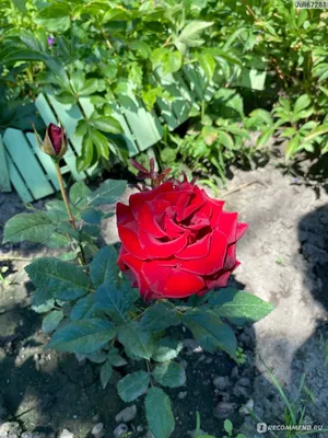 Почему розы не хотят цвести в уфимской Чесноковке — объясняют эксперты