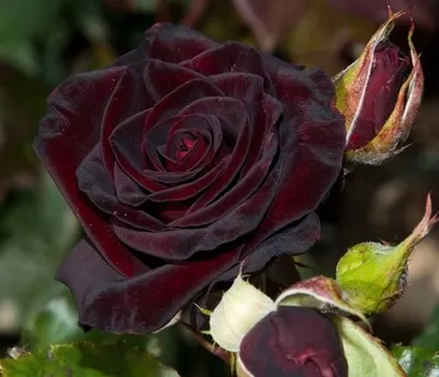 Роза чайно-гибридная Черный Принц (Black Prince) - Чайно гибридные розы,  купить с доставкой по Москве и Московской области, сорта, цены за штуку,  названия, фото