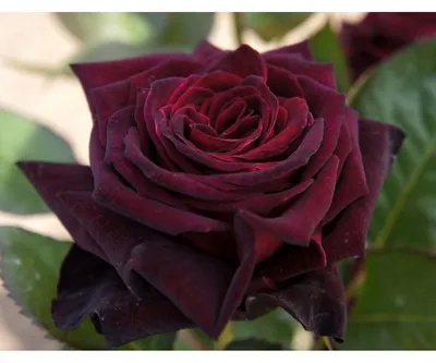 Розы.Сочный пышный куст из …» — создано в Шедевруме