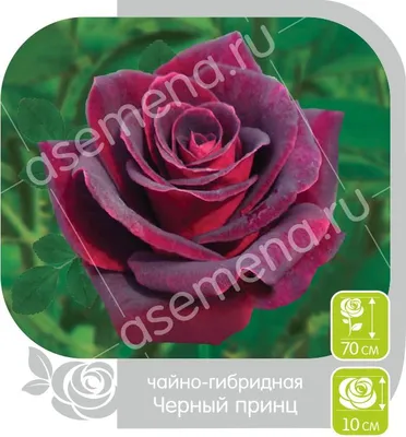 Роза ч/х \"Черный Принц\": продажа, цена в Львовской области. Рассада и  саженцы цветов от \"Pro_Sad\" - 1658186571
