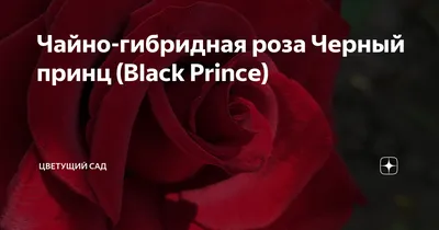 Роза Черный принц саженцы купить в Москве и Подмосковье в питомнике