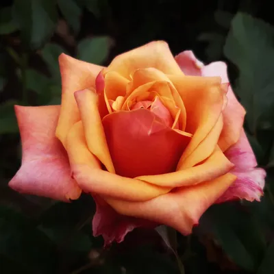 Черри Бренди (Cherry Brandy) - Чайно-гибридные розы - Розы - Каталог