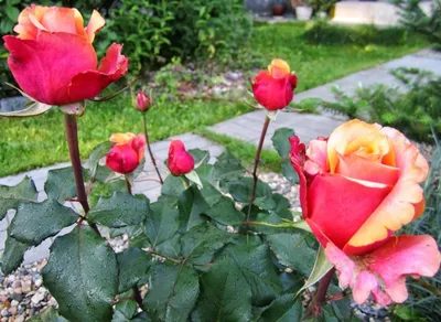Роза чайно-гибридная Черри Бренди купить в Санкт-Петербурге лисий нос  Беговая Приморский район Черная речка