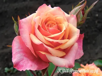 Роза Черри Бренди | саженцы вишнево-абрикосовой розы