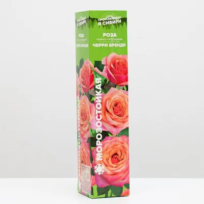 Купите Роза Черри Бренди 🌹 из питомника Долина роз с доставкой!