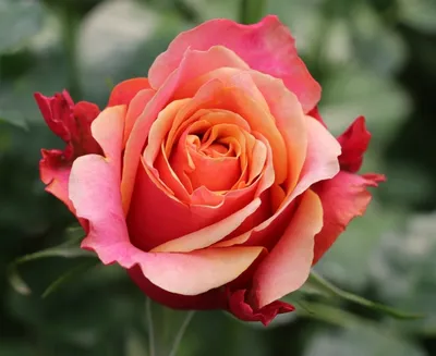 Отзывы на Саженец розы Черри Бренди, Весна 2024, 1 шт. (арт. 2865148)