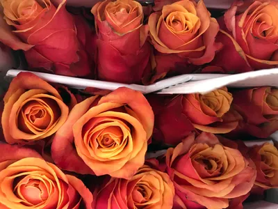 Срезанные цветы: Роза Черри Брэнди (Эквадор)