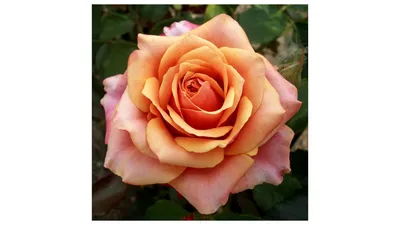 Саженцы розы Черри Бренди купить в Москве по цене от 630 до 1125 руб. -  питомник растений Элитный Сад