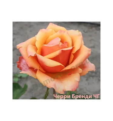 Роза сорта Черри Бренди - Цветочная мастерская Ангаж