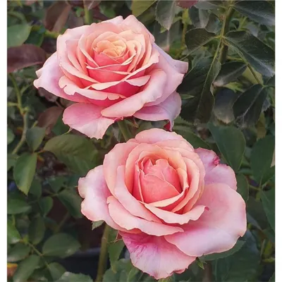 Роза чайно-гибридная Черри Бренди - необыкновенное сочетание