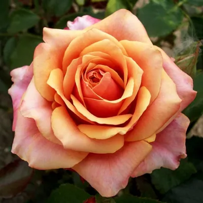 Роза Черри Бренди 85/ Rose Cherry Brandy 85